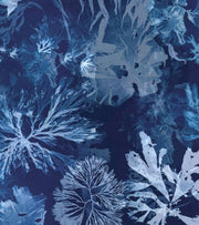 Anna Atkins: A Photographic Pioneer