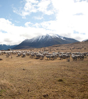 ZQ+ Regenerative Wool: Two Farms, One Fibre