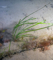 Project Seagrass: Underwater Update #1