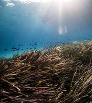 Underwater Awakening