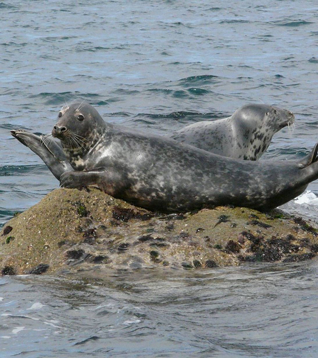 Cornwall Seal Group Research Trust | Blog | The Finisterre Broadcast