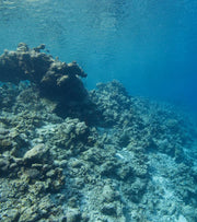 Diving A Bleached Reef | Roger Munns