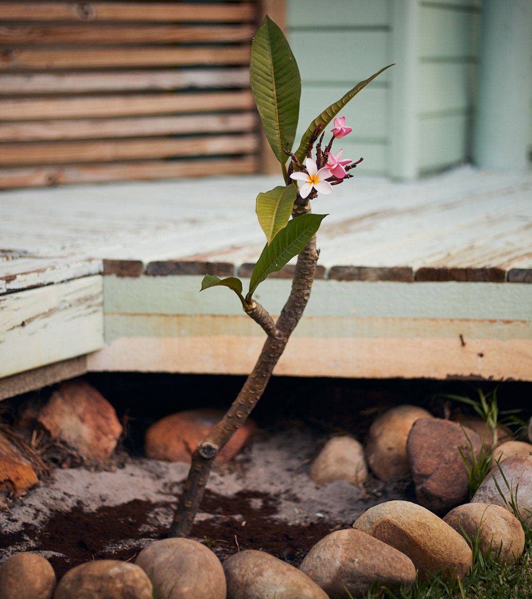 The Hope Tree(s) | Blog | The Finisterre Broadcast