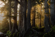 Our Carbon Footprint