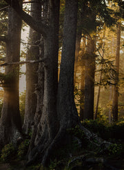 Our Carbon Footprint